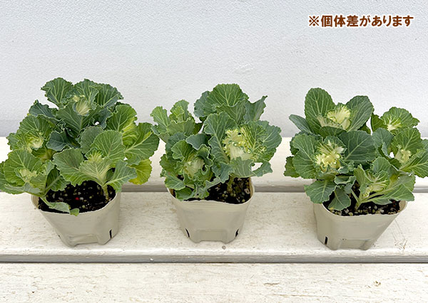 [25年11月中下旬予約]ハボタン：セッション　マシュマロ3号ポット