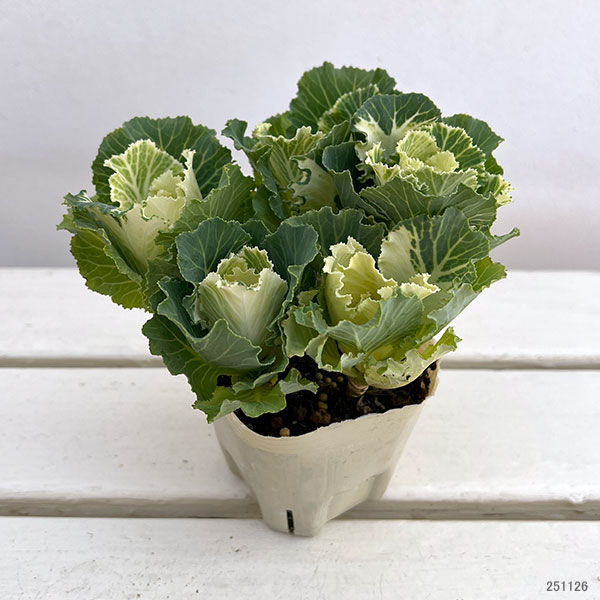 ハボタン：セッション　マシュマロ3号ポット