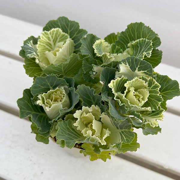 ハボタン：セッション　マシュマロ3号ポット