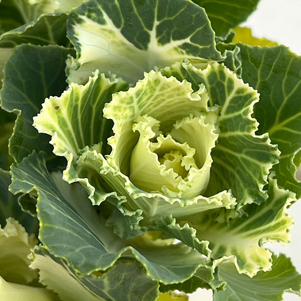 ハボタン：セッション　マシュマロ3号ポット