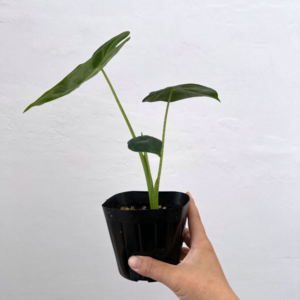 園芸ネット本店｜アロカシア：グリーンベルベット（黄斑入り）3.5号