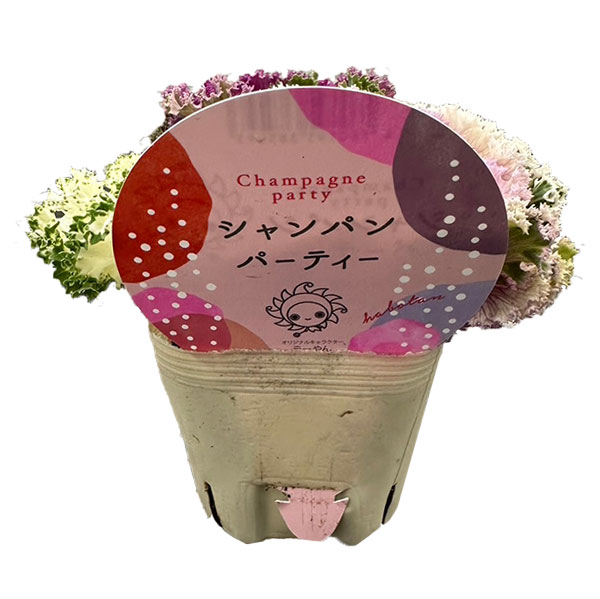 [25年11月中下旬予約]ハボタン（3色植え）：シャンパンパーティー3号ポット