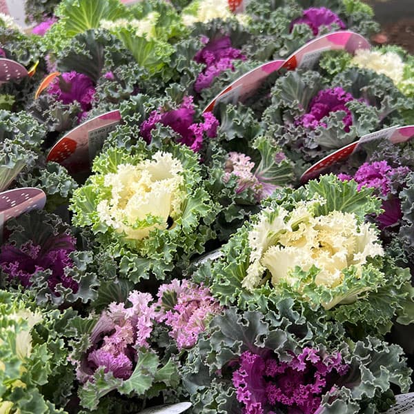 ハボタン(3色植え):シャンパンパーティー3号ポット