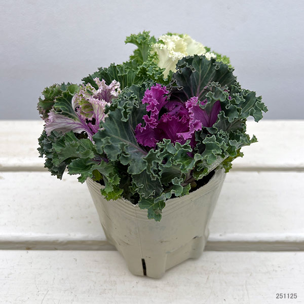 ハボタン(3色植え):シャンパンパーティー3号ポット