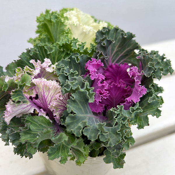 ハボタン(3色植え):シャンパンパーティー3号ポット