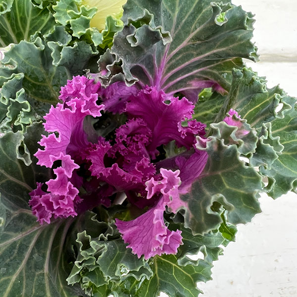 ハボタン(3色植え):シャンパンパーティー3号ポット