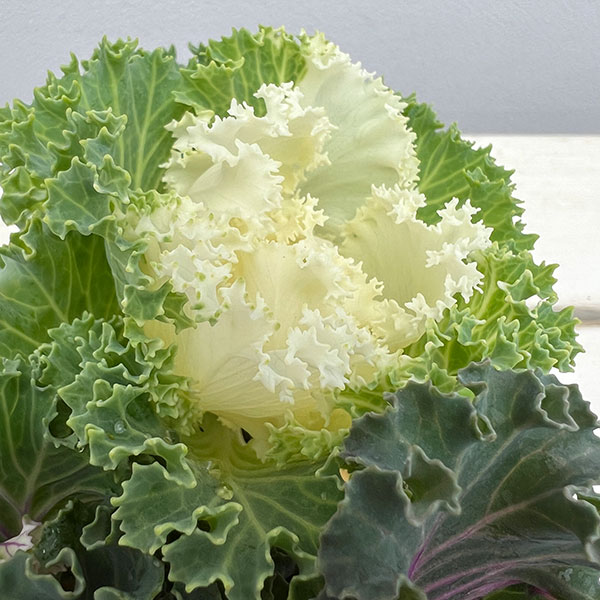 ハボタン(3色植え):シャンパンパーティー3号ポット