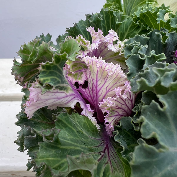 ハボタン(3色植え):シャンパンパーティー3号ポット