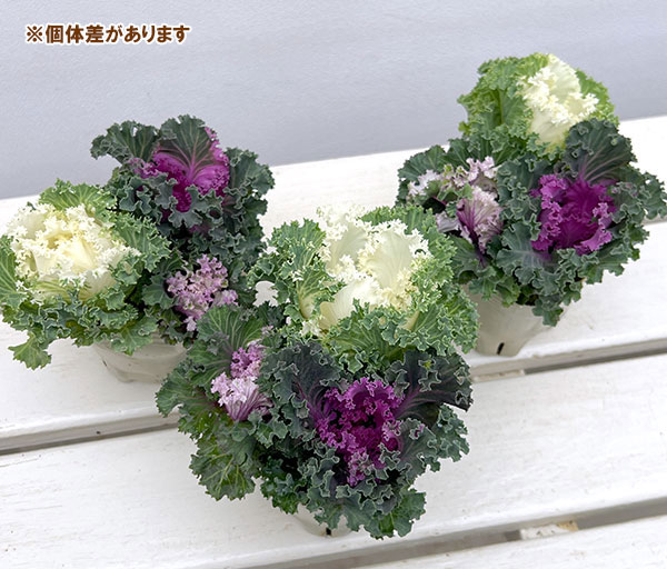 ハボタン(3色植え):シャンパンパーティー3号ポット