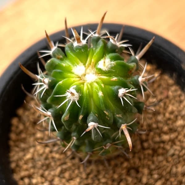 サボテン：ステノカクタス　ディクロアカンサス　2.5号鉢植え