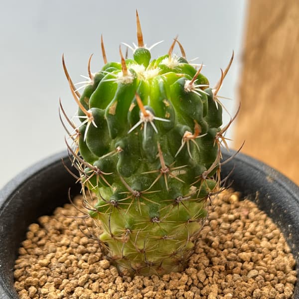 サボテン：ステノカクタス　ディクロアカンサス　2.5号鉢植え