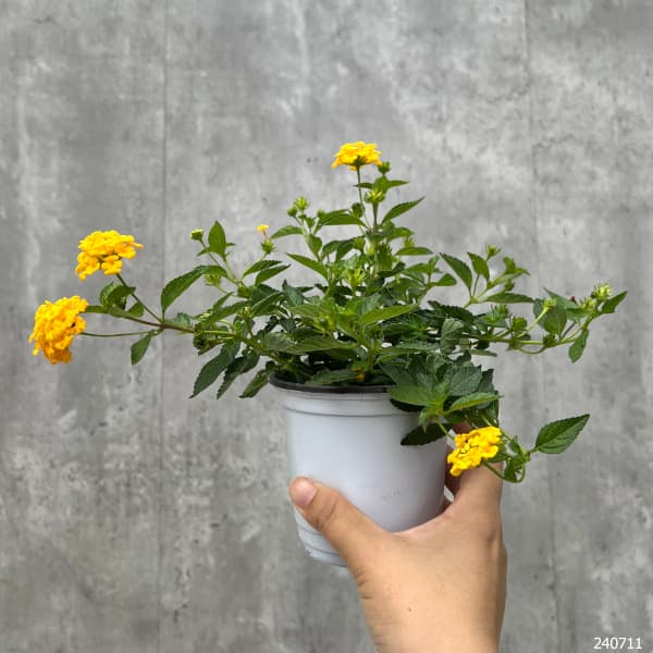 ランタナ：シャンデリーナ イエロー3.5号ポット