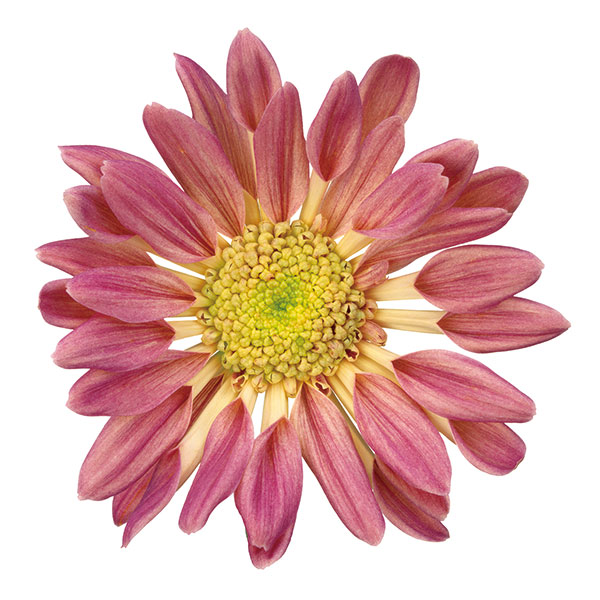 園芸ネット本店｜クリサンセマム（菊）：和美菊（わびぎく）なでしこ