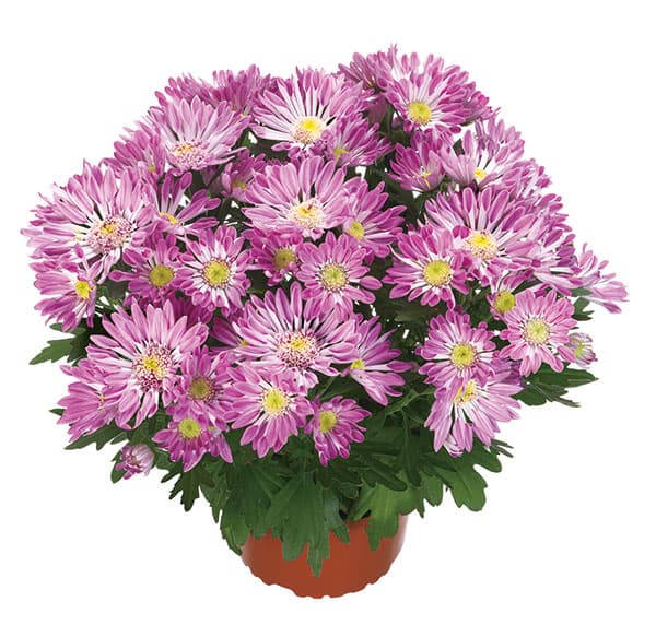 クリサンセマム(菊):和美菊(わびぎく)もも 3.5号ポット