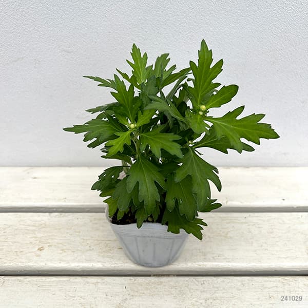 クリサンセマム(菊):和美菊(わびぎく)もも 3.5号ポット