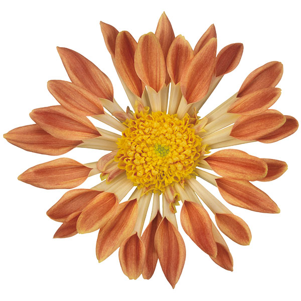 クリサンセマム（菊）：和美菊（わびぎく）だいだい 3.5号ポット