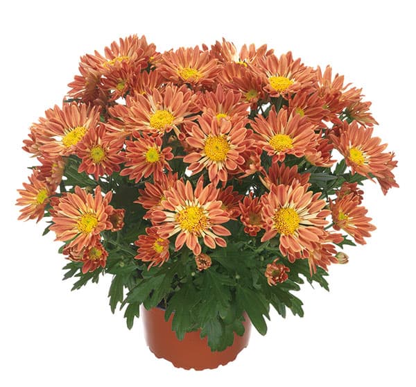 名古屋帯 光らせよ クリサンセマム 黄色 白地 