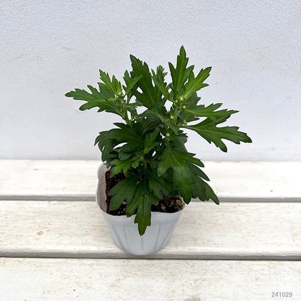 クリサンセマム（菊）：和美菊（わびぎく）だいだい 3.5号ポット