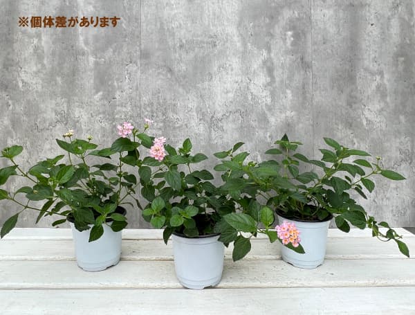 ランタナ：シャンデリーナ ローズ3.5号ポット