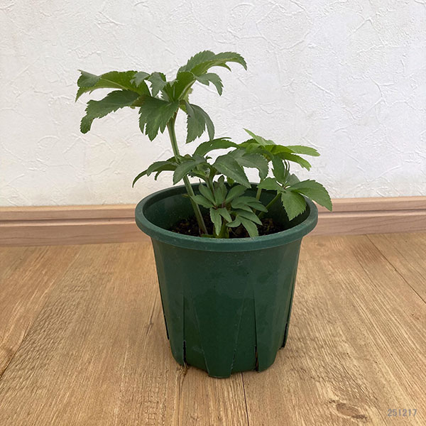 [26年1月中下旬予約]クリスマスローズ：*あんず小鞠5号鉢