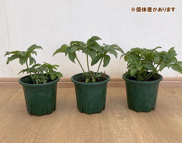 クリスマスローズ：*あんず小鞠4.5号ポット