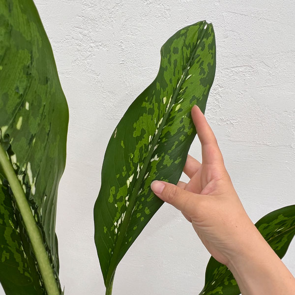 ディフェンバキア：ドラゴンスケール　6号鉢入り