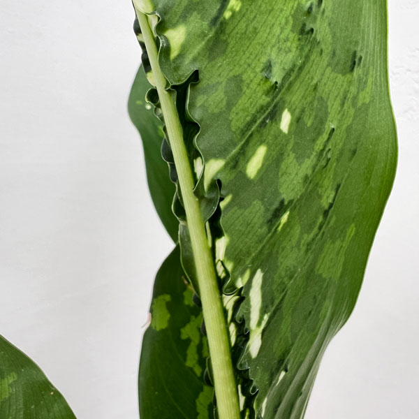 ディフェンバキア：ドラゴンスケール　6号鉢入り