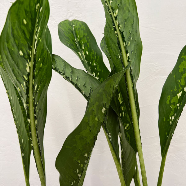 ディフェンバキア：ドラゴンスケール　6号鉢入り