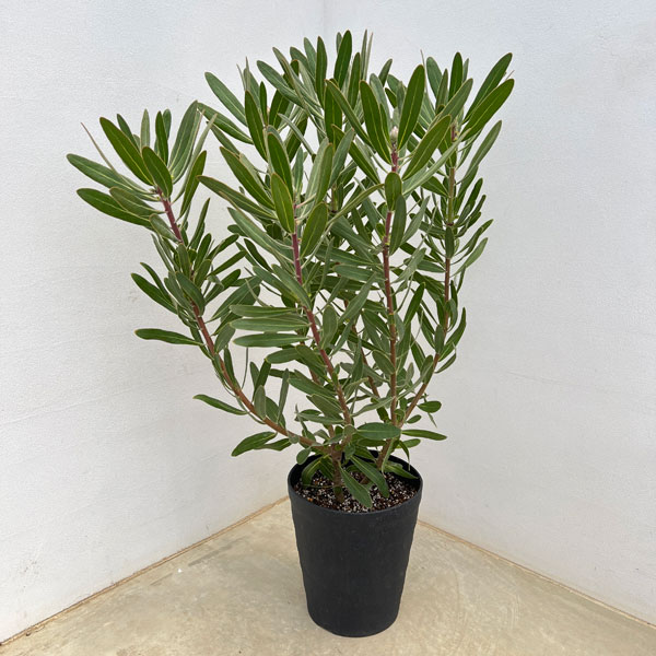 園芸ネット本店｜プロテア：スペシャルピンクアイス 8号鉢植え24-02 の