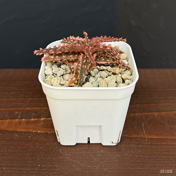 アロエ：カスティロニアエ　ハイブリット　3号24-03