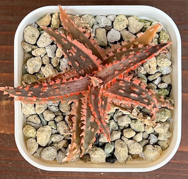 アロエ：カスティロニアエ　ハイブリット　3号24-03