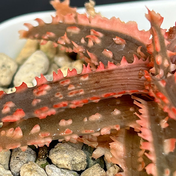 アロエ：カスティロニアエ　ハイブリット　3号24-03