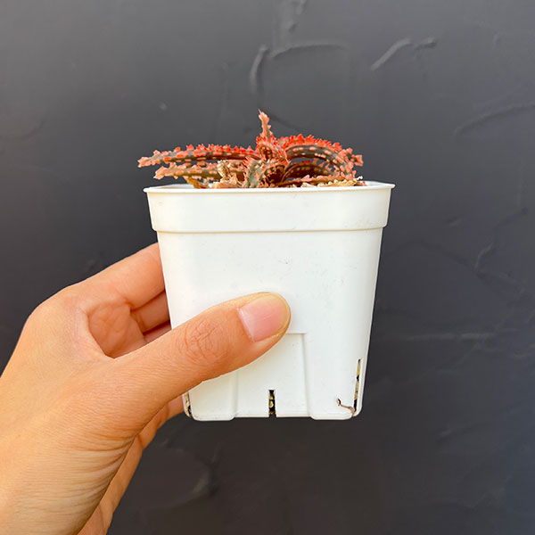 アロエ：カスティロニアエ　ハイブリット　3号24-03