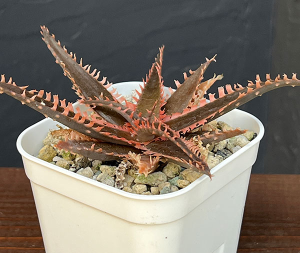 アロエ：カスティロニアエ　ハイブリット　3号24-05