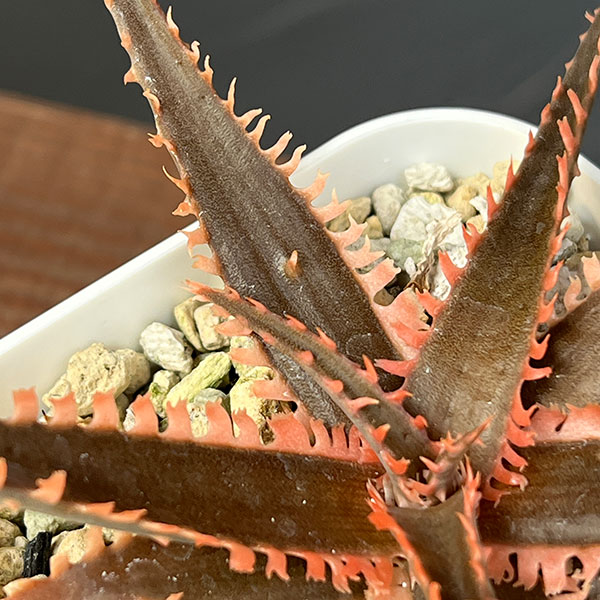 アロエ：カスティロニアエ　ハイブリット　3号24-05