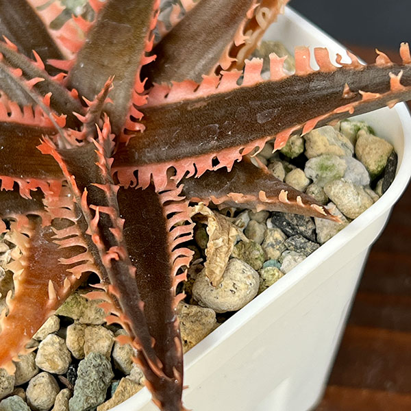 アロエ：カスティロニアエ　ハイブリット　3号24-05