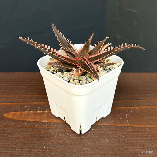 アロエ：カスティロニアエ　ハイブリット　3号24-05