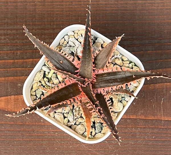 アロエ：カスティロニアエ　ハイブリット　3号24-05