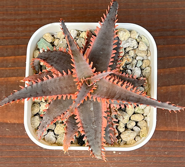 アロエ：カスティロニアエ　ハイブリット　3号24-06