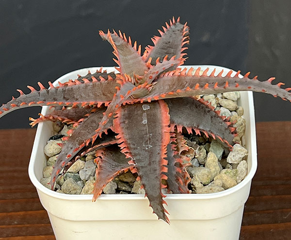 アロエ：カスティロニアエ　ハイブリット　3号24-06