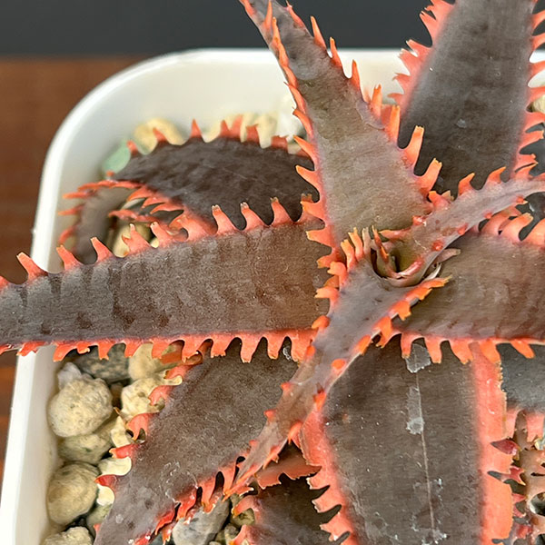 アロエ：カスティロニアエ　ハイブリット　3号24-06