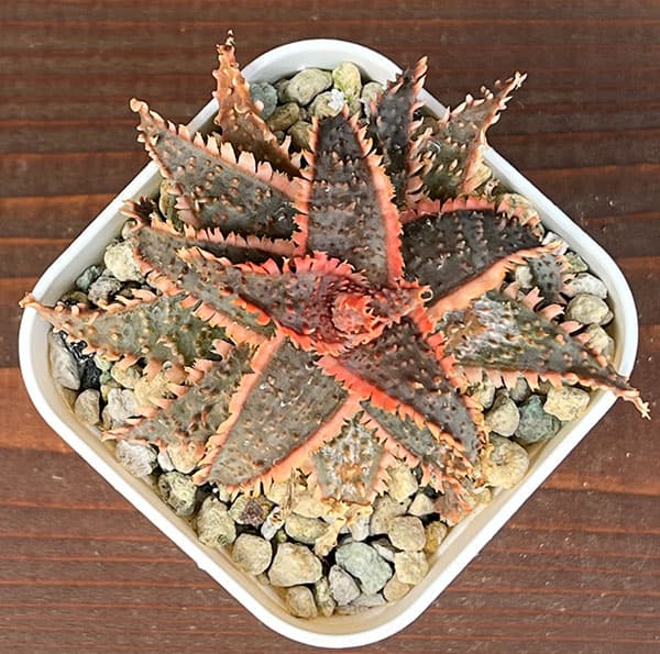 アロエ：カスティロニアエ　ハイブリット　3号24-09