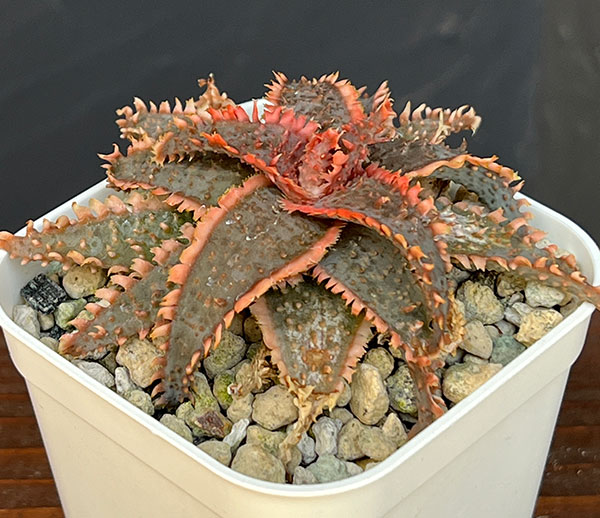 アロエ：カスティロニアエ　ハイブリット　3号24-09