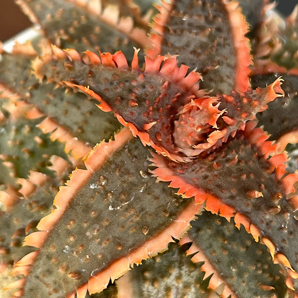 アロエ：カスティロニアエ　ハイブリット　3号24-09