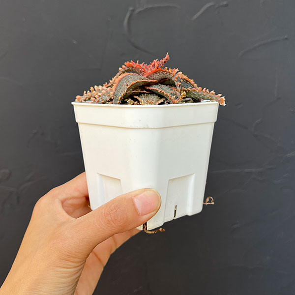 アロエ：カスティロニアエ　ハイブリット　3号24-09