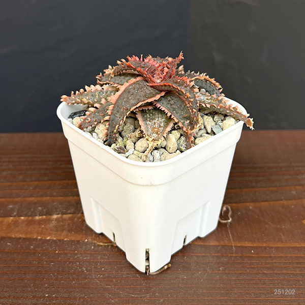 アロエ：カスティロニアエ　ハイブリット　3号24-09