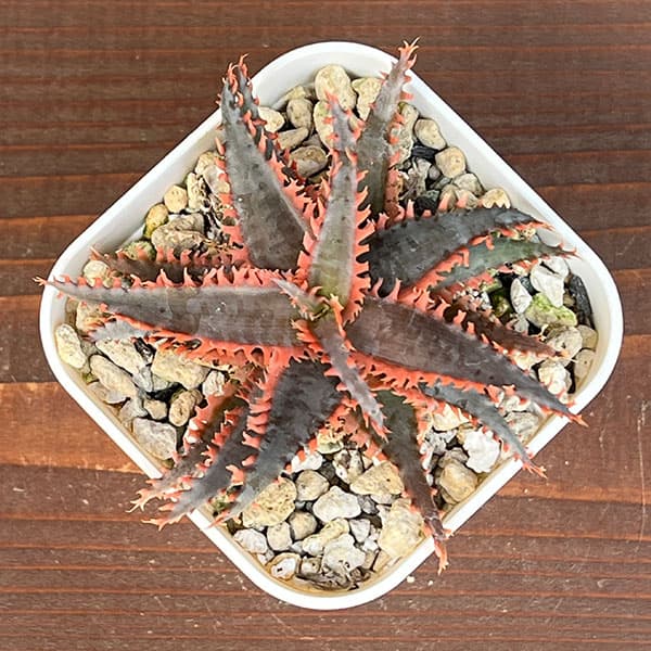 [ザ・ファームセレクト]アロエ：カスティロニアエ　ハイブリット　3号24-10