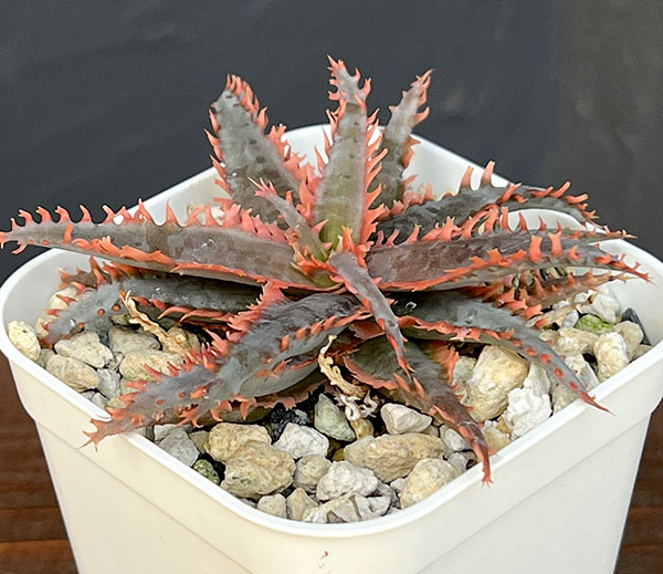 [ザ・ファームセレクト]アロエ：カスティロニアエ　ハイブリット　3号24-10