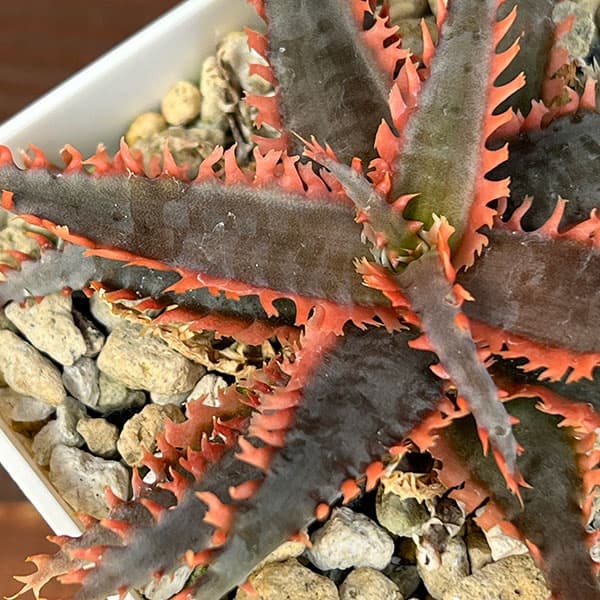 [ザ・ファームセレクト]アロエ：カスティロニアエ　ハイブリット　3号24-10