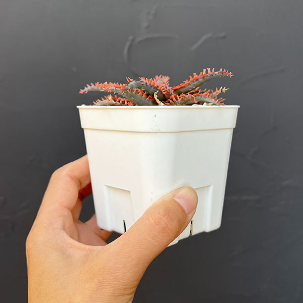 [ザ・ファームセレクト]アロエ：カスティロニアエ　ハイブリット　3号24-10